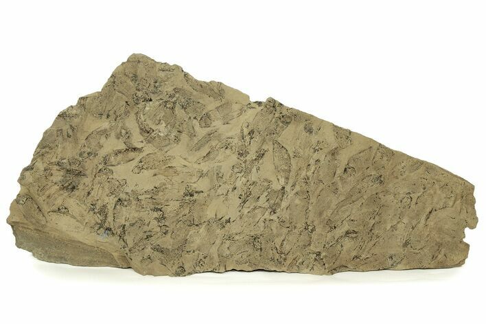 Fossil Fish (Gosiutichthys) Mortality Plate - Wyoming #261923
